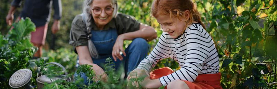 A little girl gardening with her grandparents.
